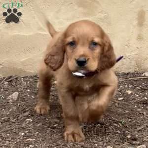 Sage, Irish Setter Puppy