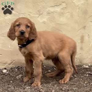 Snoopy, Irish Setter Puppy