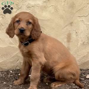 Snoopy, Irish Setter Puppy