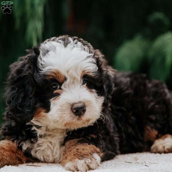 Lilac, Mini Bernedoodle Puppy