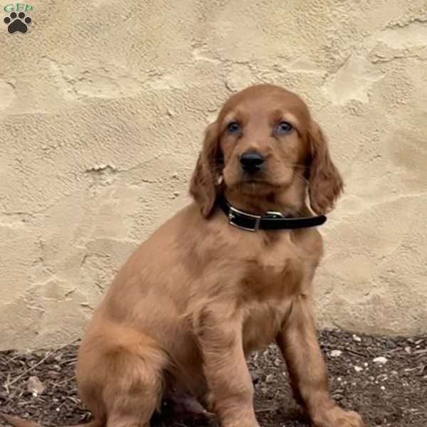 Snoopy, Irish Setter Puppy