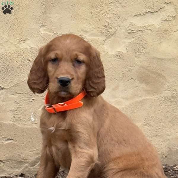 Sasha, Irish Setter Puppy