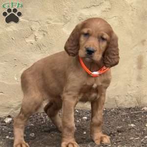 Sasha, Irish Setter Puppy