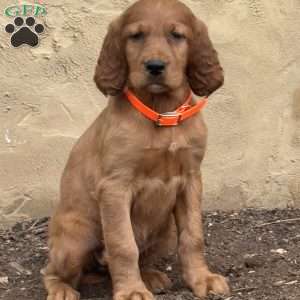 Sasha, Irish Setter Puppy