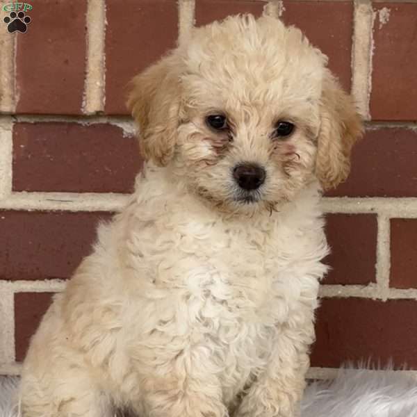 Glitter, Mini Labradoodle Puppy