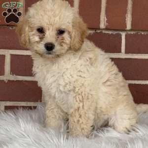 Glitter, Mini Labradoodle Puppy