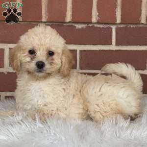 Glitter, Mini Labradoodle Puppy