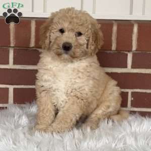 Gravy, Mini Labradoodle Puppy