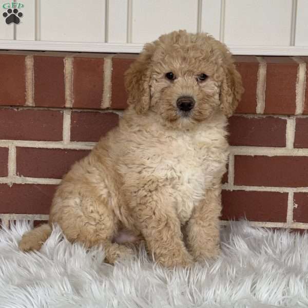 Gravy, Mini Labradoodle Puppy