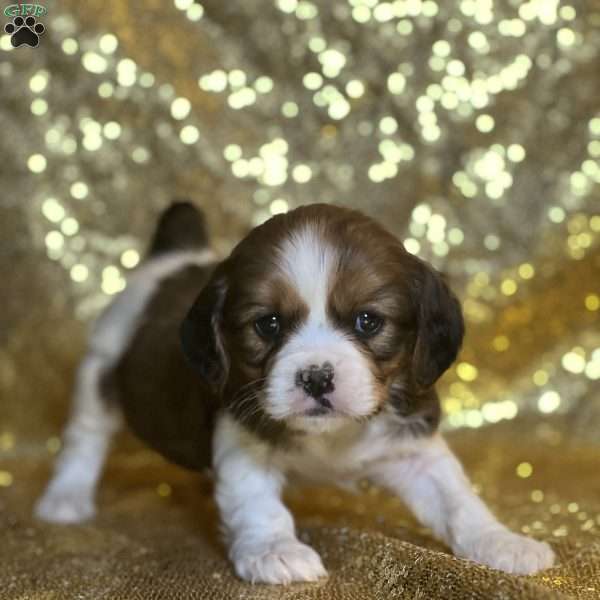 Praise, Cavalier King Charles Mix Puppy