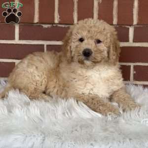 Gravy, Mini Labradoodle Puppy