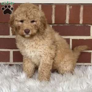 Gumdrop, Mini Labradoodle Puppy