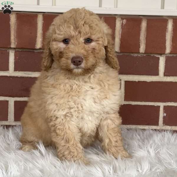 Gumdrop, Mini Labradoodle Puppy