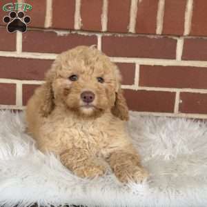 Gumdrop, Mini Labradoodle Puppy