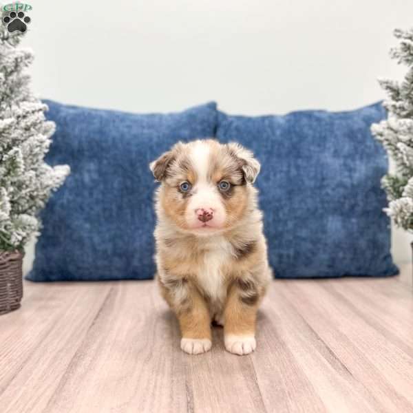 Cleo, Australian Shepherd Puppy