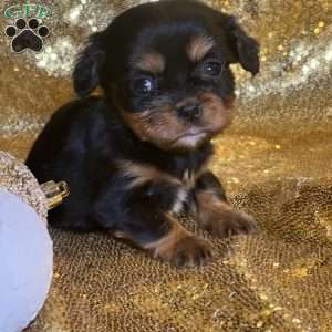 Paula, Cavalier King Charles Mix Puppy