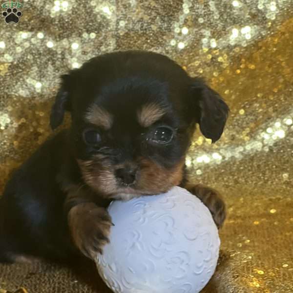 Paula, Cavalier King Charles Mix Puppy