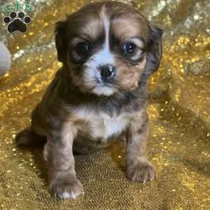 Prada, Cavalier King Charles Mix Puppy