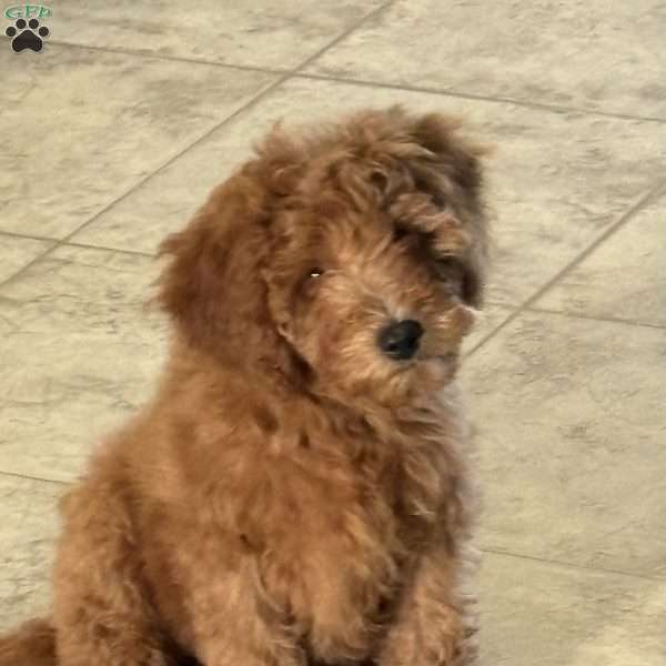 Ellie, Mini Whoodle Puppy