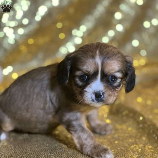 Prada, Cavalier King Charles Mix Puppy