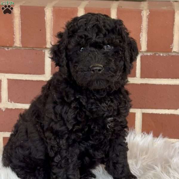 Grinch, Mini Labradoodle Puppy