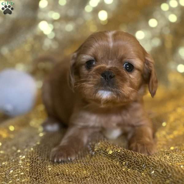 Patrick, Cavalier King Charles Mix Puppy