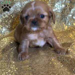 Patrick, Cavalier King Charles Mix Puppy