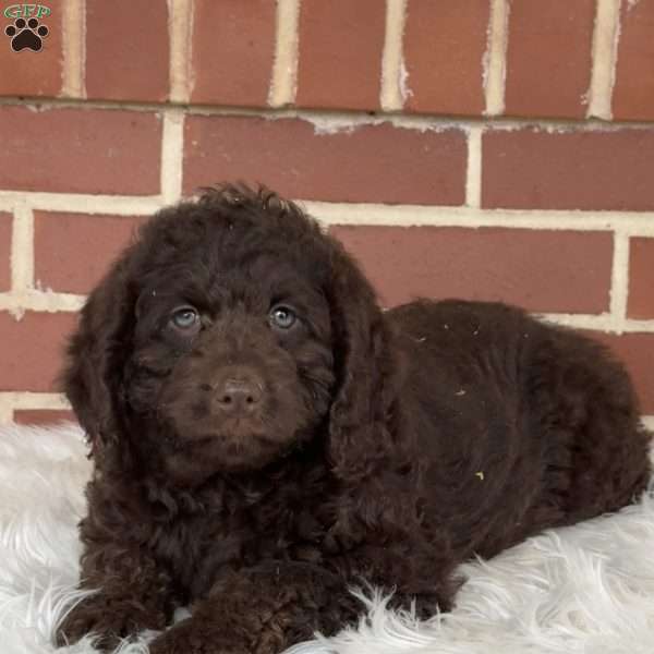 Gingerbread, Mini Labradoodle Puppy