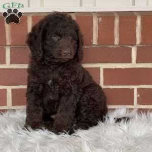 Gingerbread, Mini Labradoodle Puppy