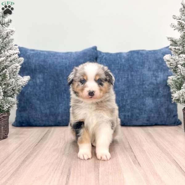 Asher, Australian Shepherd Puppy