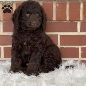 Gingerbread, Mini Labradoodle Puppy