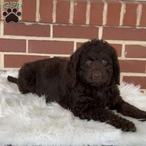 Gingerbread, Mini Labradoodle Puppy