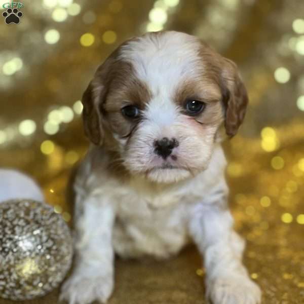 Preston, Cavalier King Charles Mix Puppy