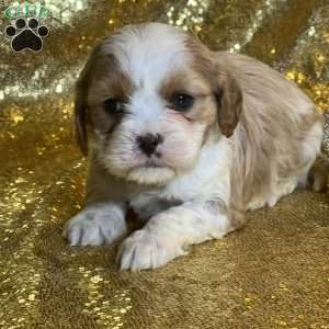 Preston, Cavalier King Charles Mix Puppy