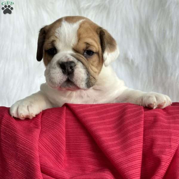 Lexi, Beabull Puppy