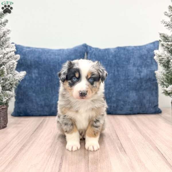 Casper, Australian Shepherd Puppy