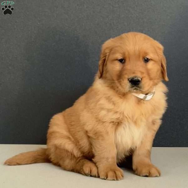 Noah, Golden Retriever Puppy