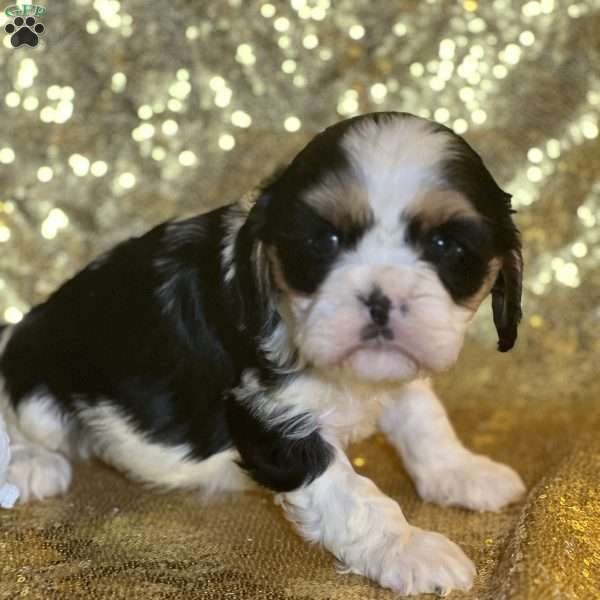 Panda, Cavalier King Charles Mix Puppy