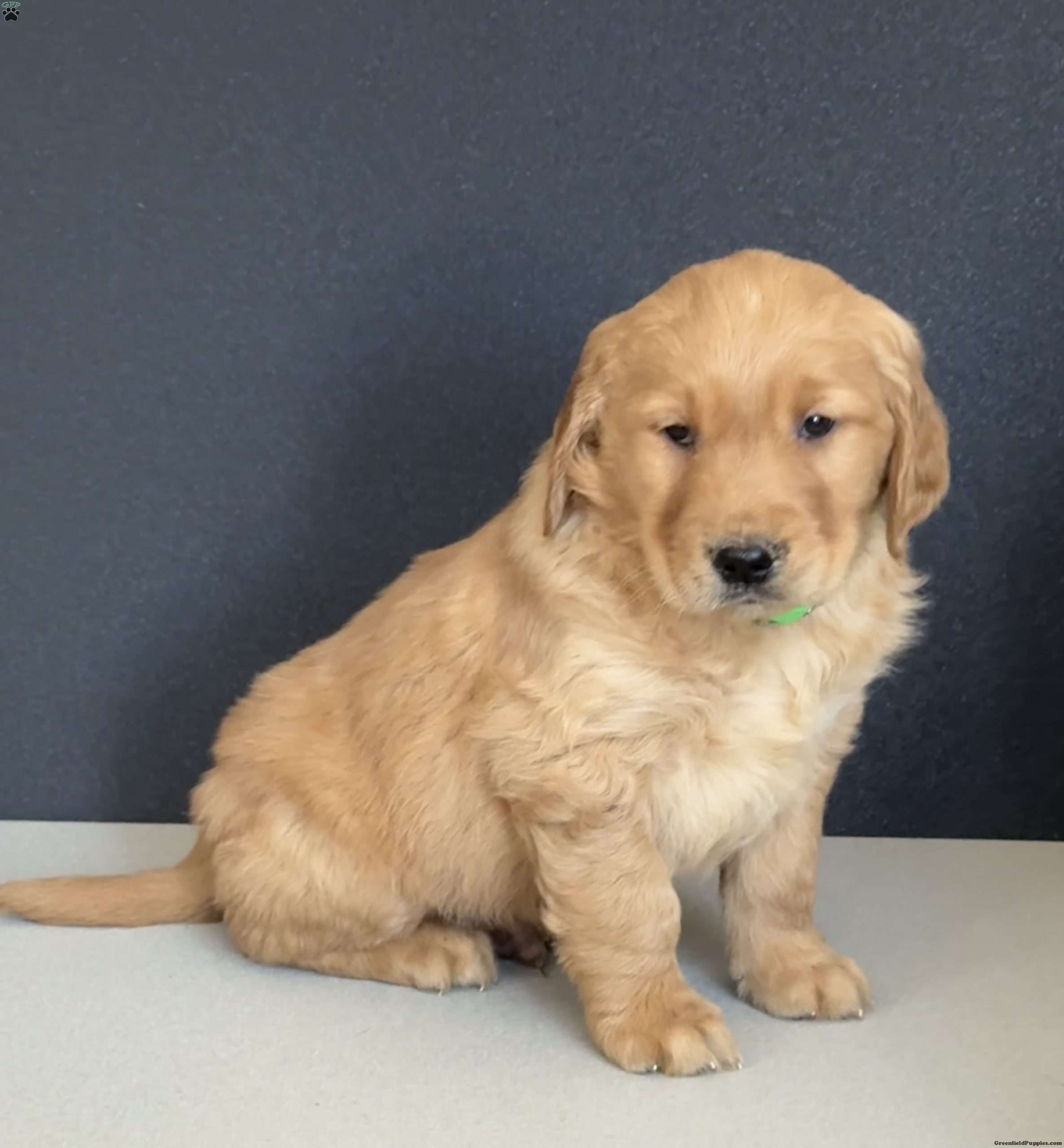 Nelson Golden Retriever Puppy For Sale In Pennsylvania