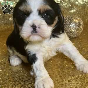 Panda, Cavalier King Charles Mix Puppy