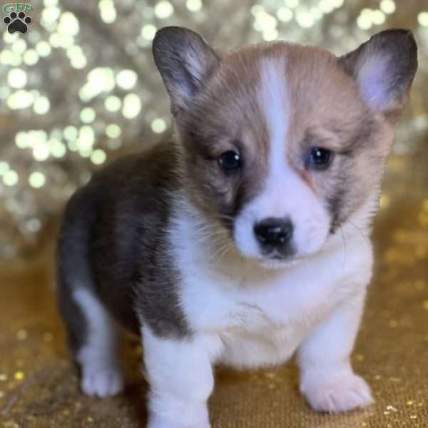 Rocco, Pembroke Welsh Corgi Puppy