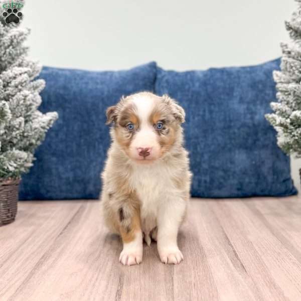 Manny, Australian Shepherd Puppy