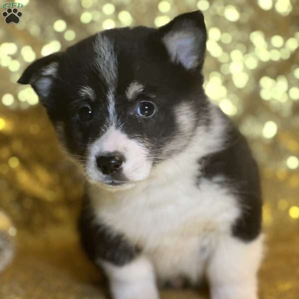 Rufus, Pembroke Welsh Corgi Puppy