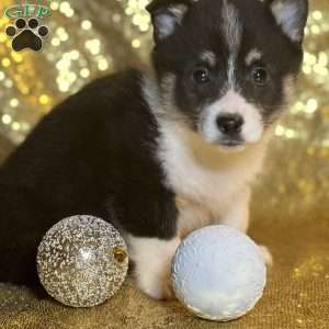 Rufus, Pembroke Welsh Corgi Puppy