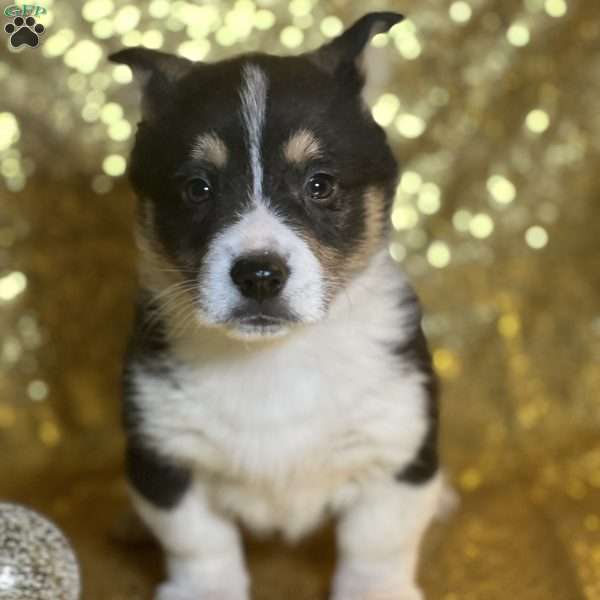 Ralph, Pembroke Welsh Corgi Puppy