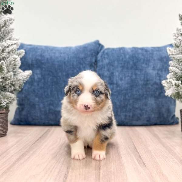 Kona, Australian Shepherd Puppy