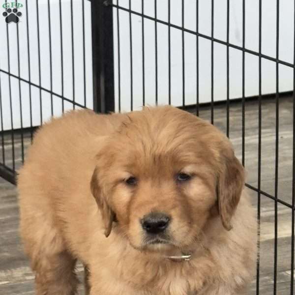 Nora, Golden Retriever Puppy