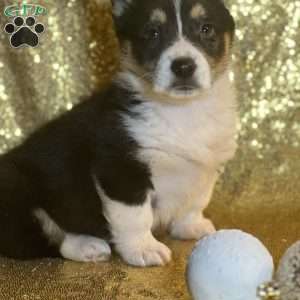 Ralph, Pembroke Welsh Corgi Puppy