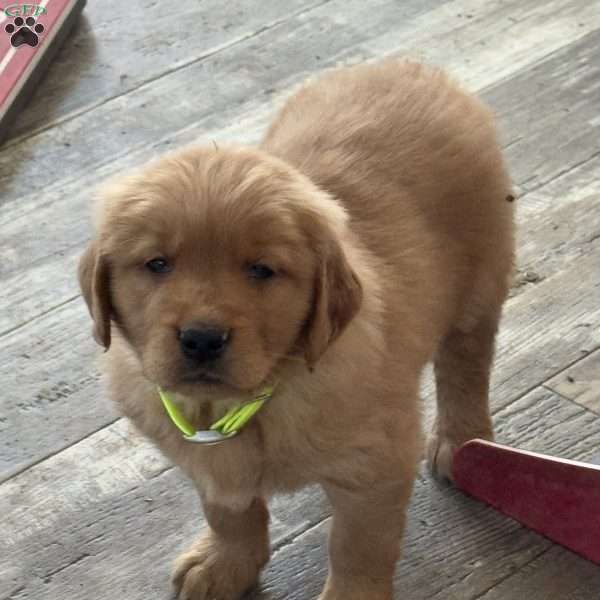 Norman, Golden Retriever Puppy