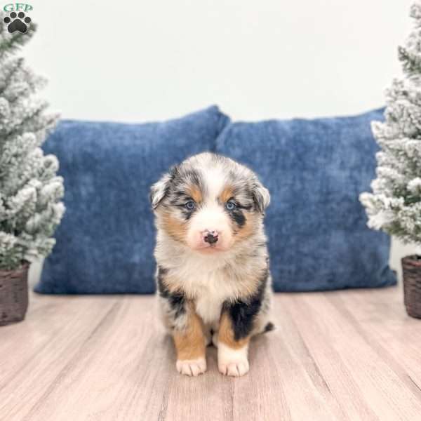 Izzy, Australian Shepherd Puppy